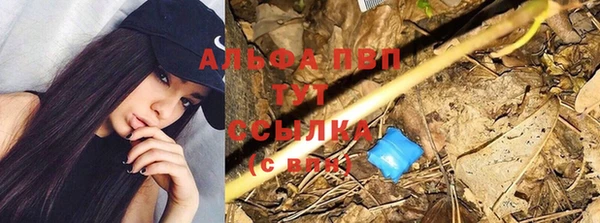 стафф Арсеньев